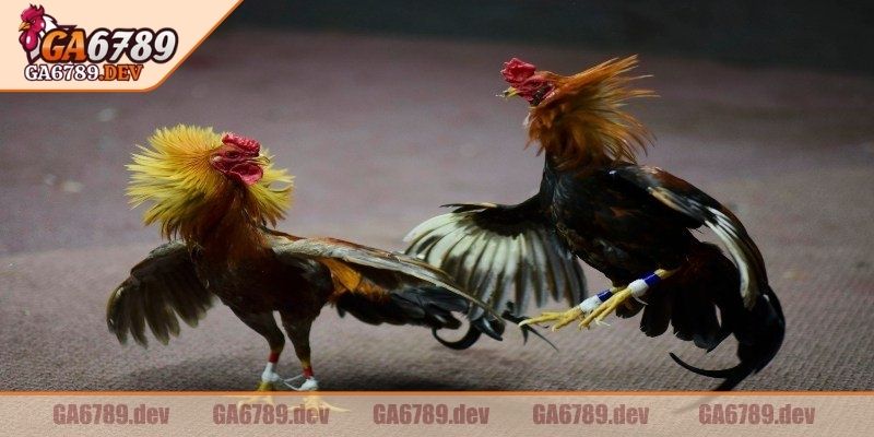 Đá Gà Cựa Dao GA6789 – Kịch Tính Từng Đòn, Cược Thắng Nhanh 3 Mỗi trận luôn có ít nhất ba trọng tài trực tiếp
