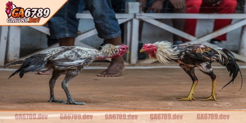 Đá Gà Cựa Dao GA6789 – Kịch Tính Từng Đòn, Cược Thắng Nhanh 2 Thể thức thi đấu áp dụng đúng chuẩn, được công nhận