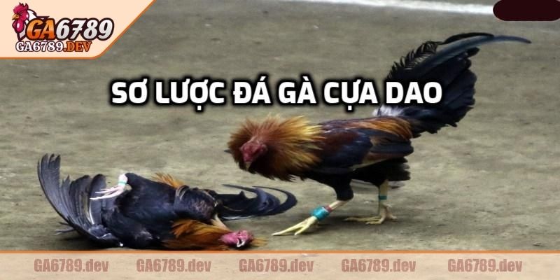 Đá Gà Cựa Dao GA6789 – Kịch Tính Từng Đòn, Cược Thắng Nhanh 1 Tổng quan thông tin về đá gà cựa dao GA6789