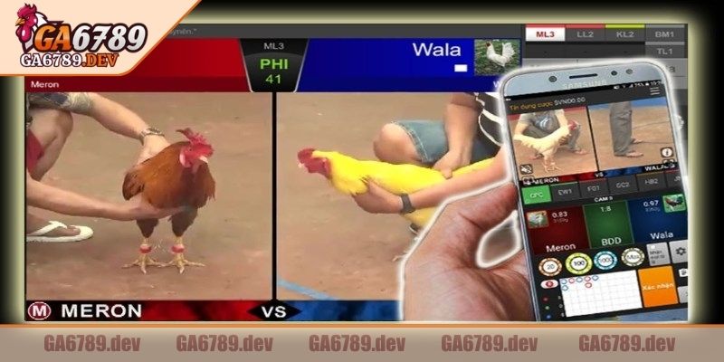 Đá Gà Trực Tiếp GA6789 – Kênh Cược Cực Chất, Xem Siêu Nét 2 Cựa sắt dần trở thành công cụ sát thương đáng sợ
