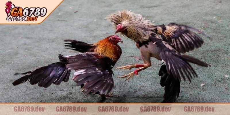 Đá Gà Trực Tiếp GA6789 – Kênh Cược Cực Chất, Xem Siêu Nét 3 Đấu trường Thomo nằm sát biên giới Campuchia – Việt Nam