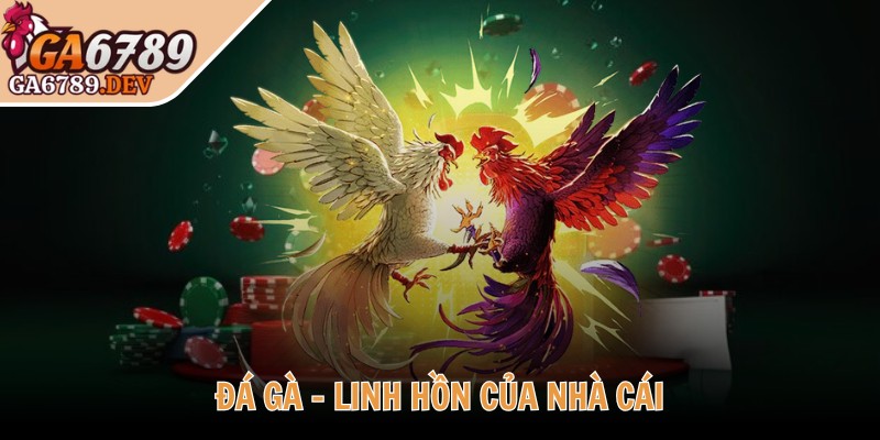 Ga6789 Dev ♥️ Đá Ga6789 Thomo - Link Đăng Nhập Ga 6789 Không Chặn 2025 33 Đá gà - Linh hồn của nhà cái